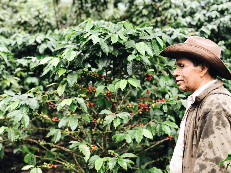 A Guide To Flavor Profiles of Our Favorite Coffee Origins